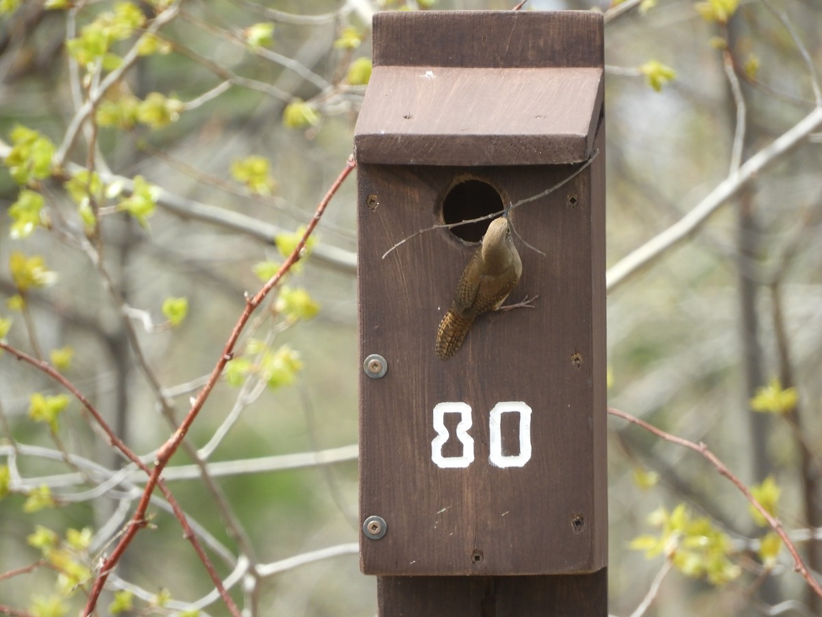 House Wren - ML231472921