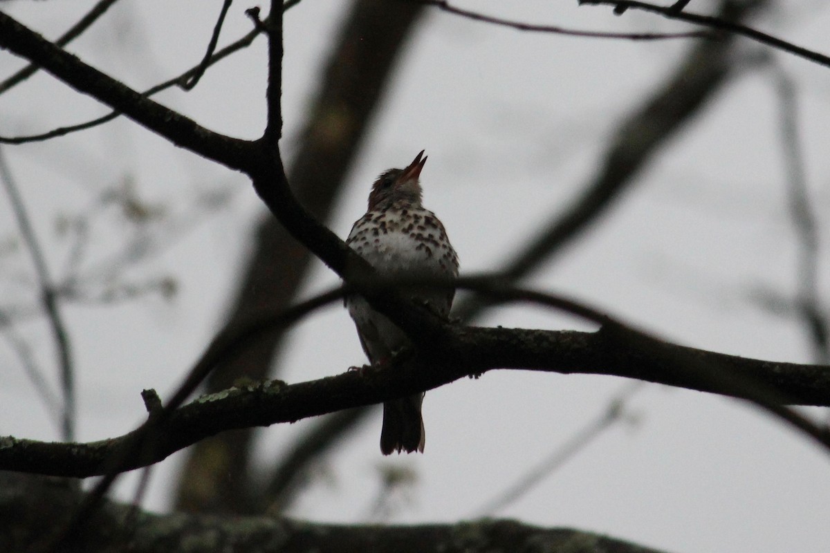 Wood Thrush - Scott Lundquist