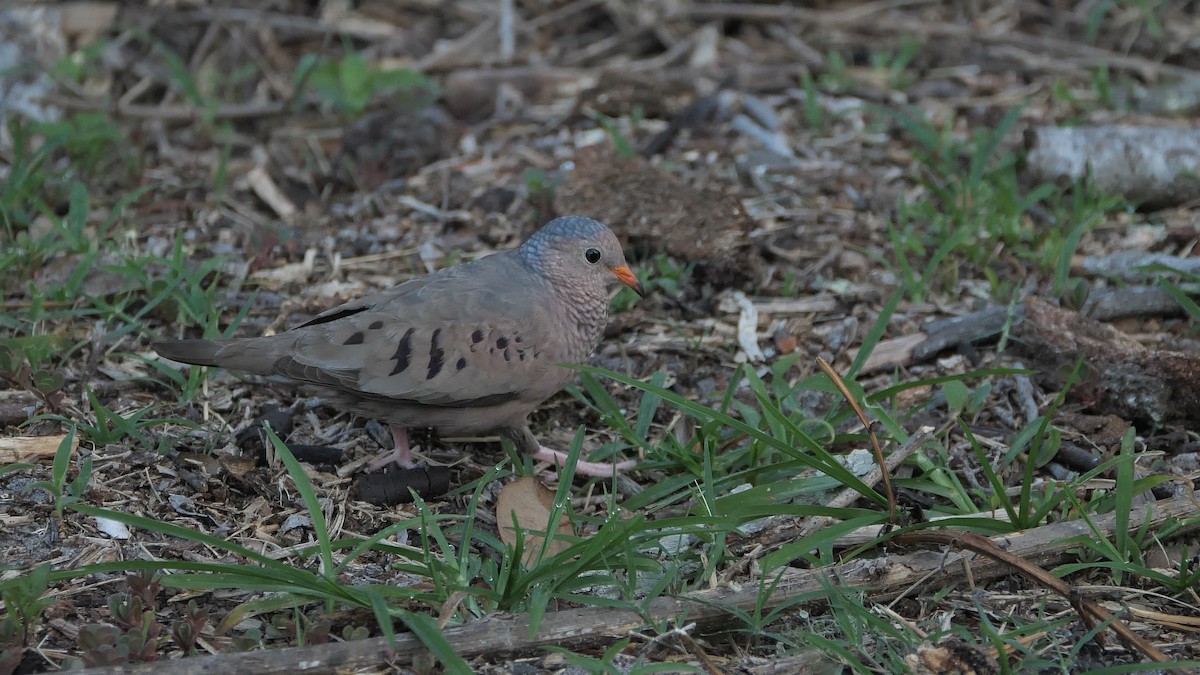 Common Ground Dove - ML231475461