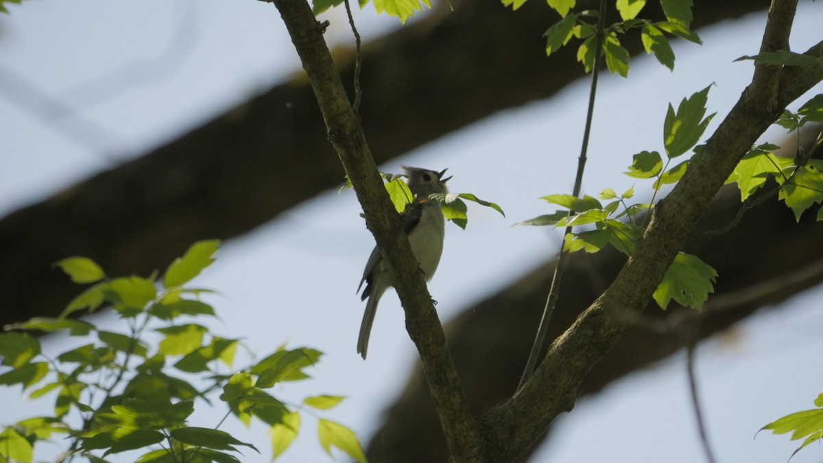 Tufted Titmouse - ML231477391