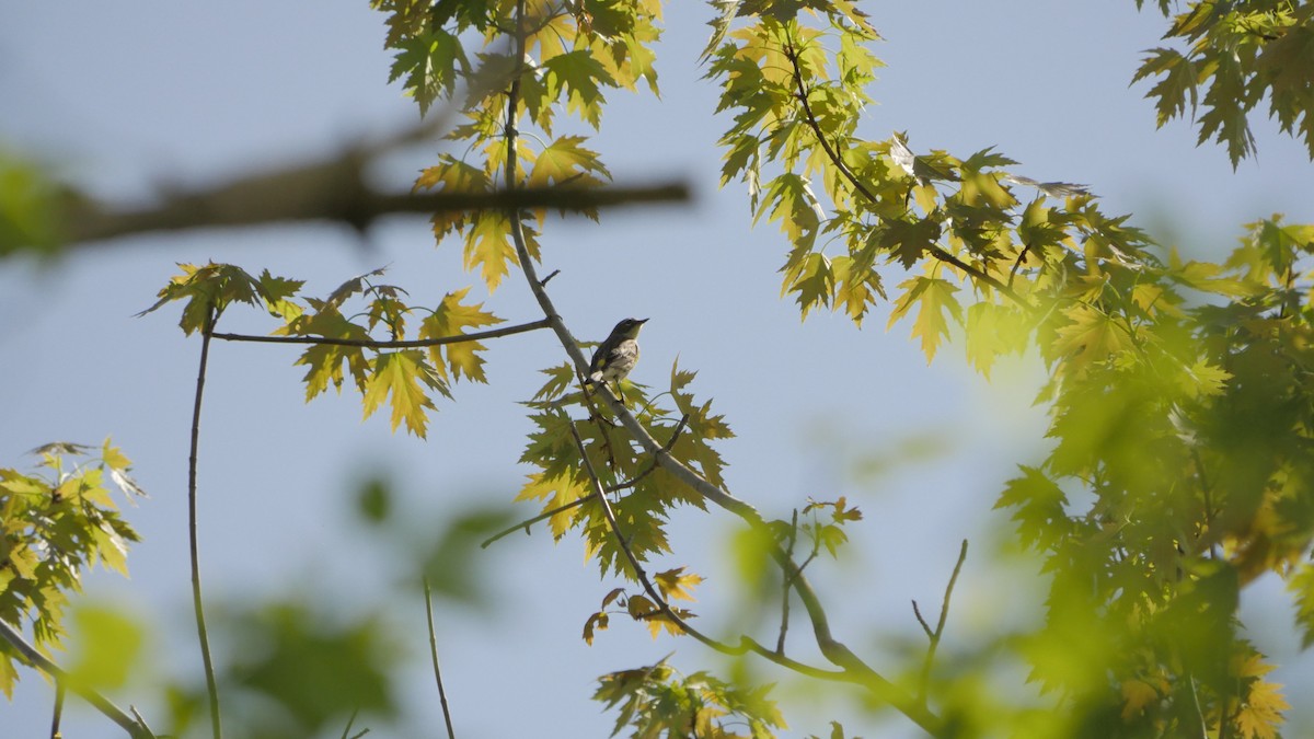 Yellow-rumped Warbler - ML231477911