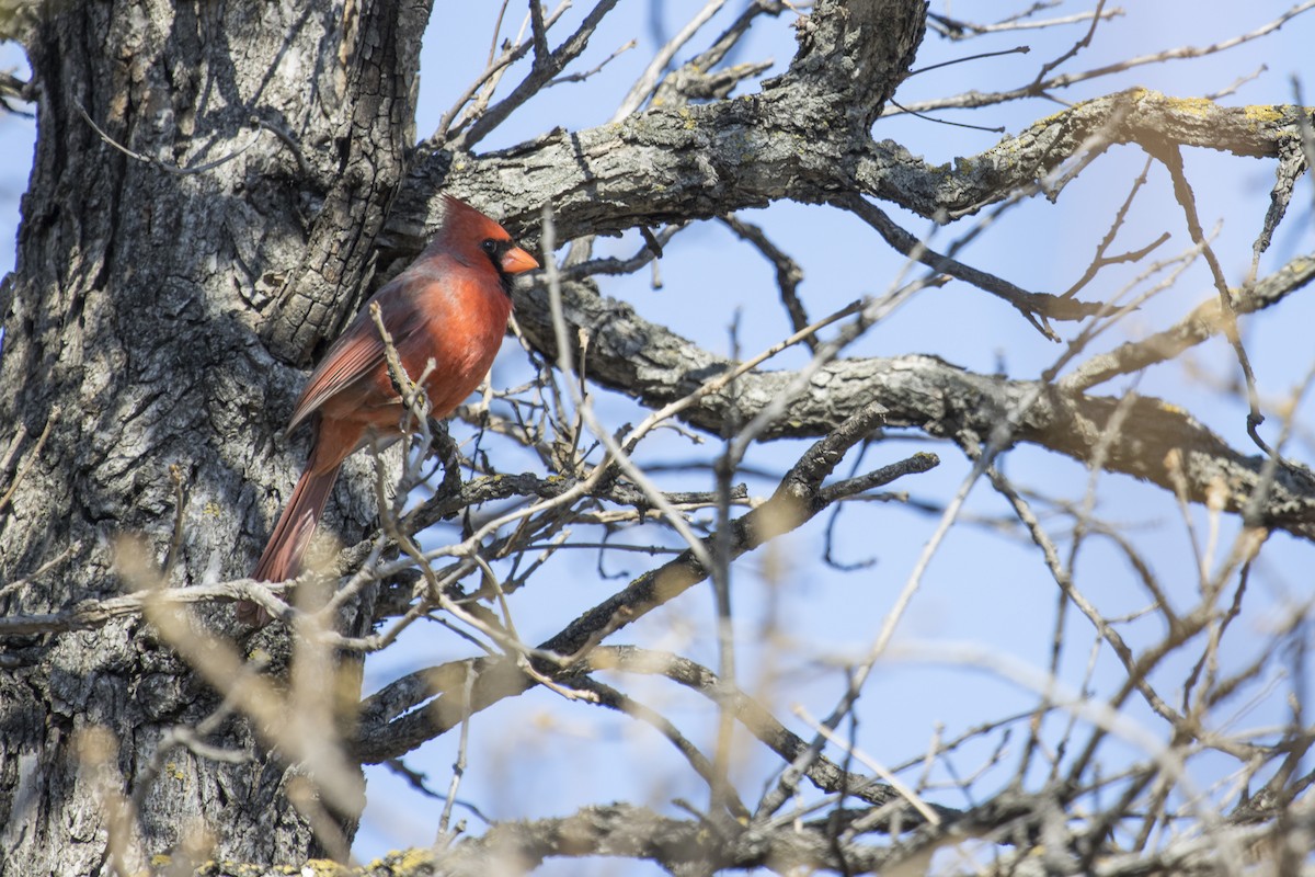 Cardinal rouge - ML231478681