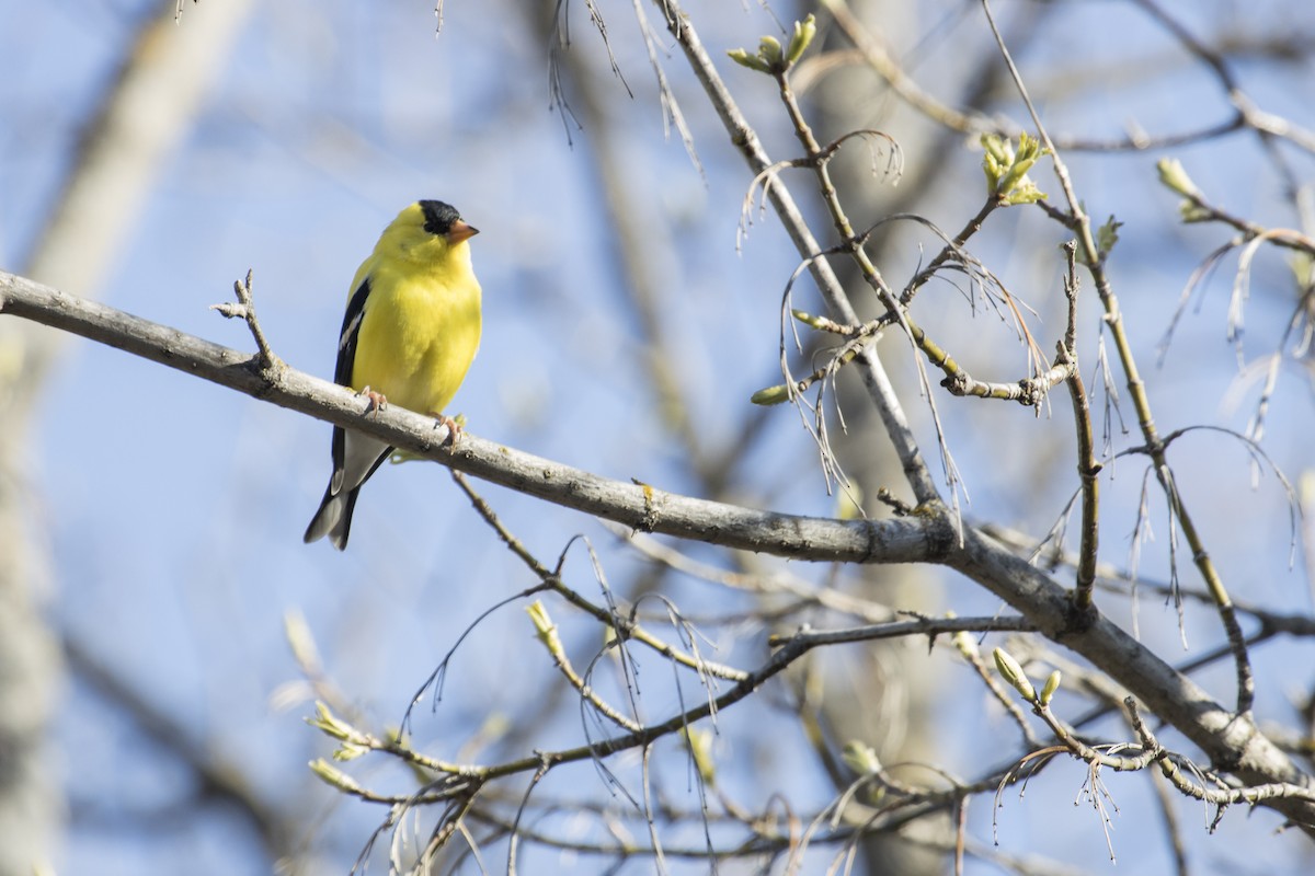 American Goldfinch - Brent Young