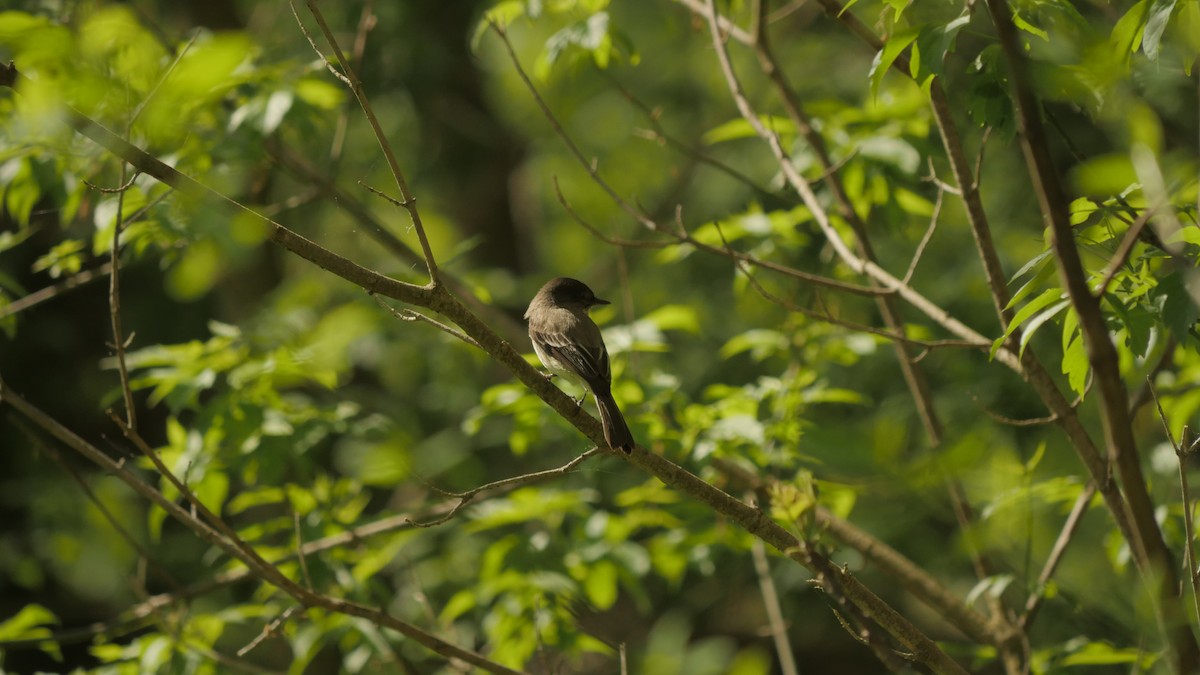 Eastern Phoebe - ML231478851