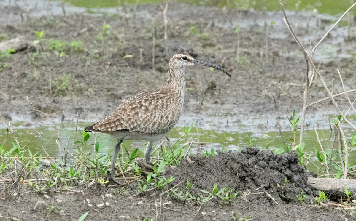 Hudsonian Whimbrel - ML231478901