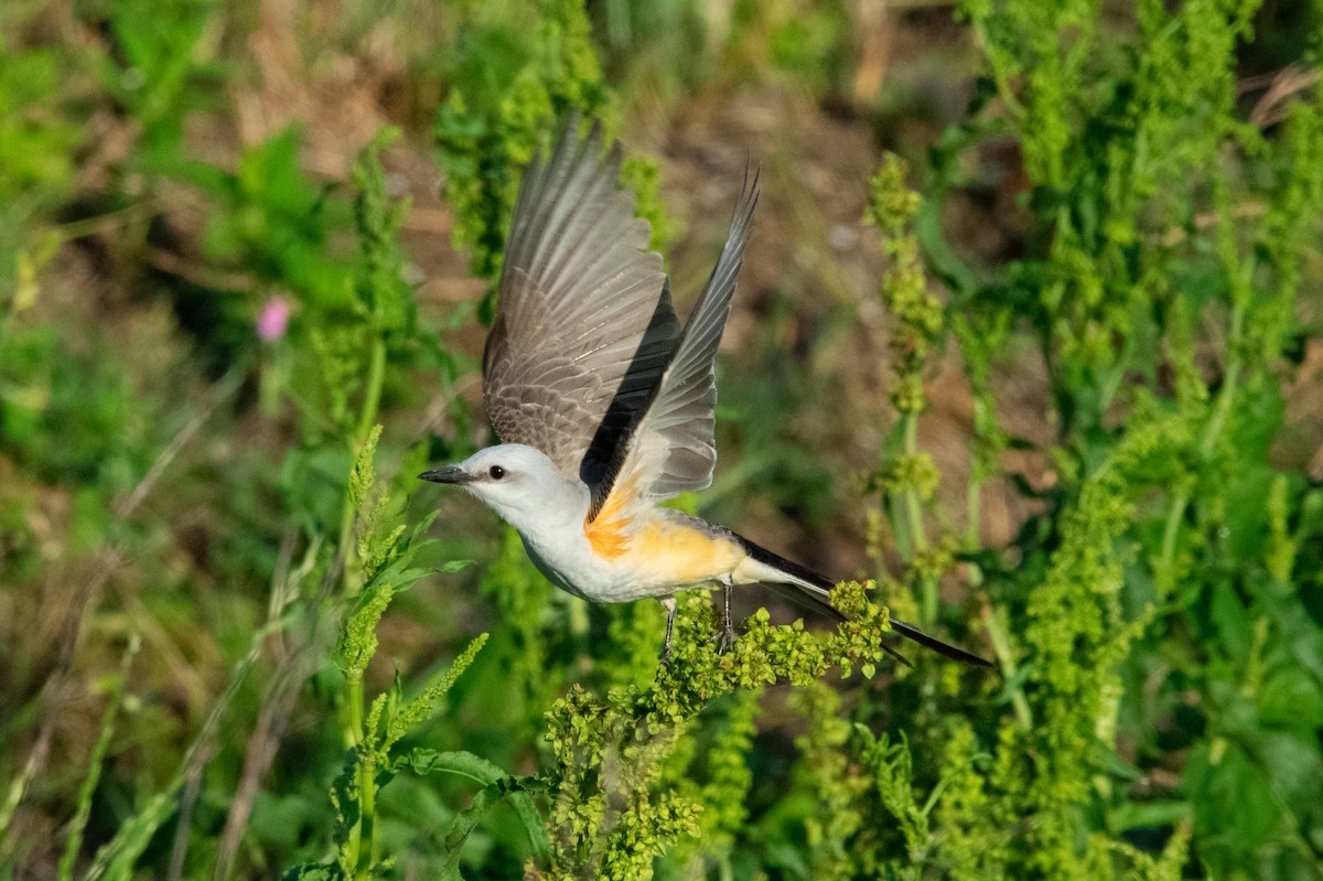 Scissor-tailed Flycatcher - ML231479171