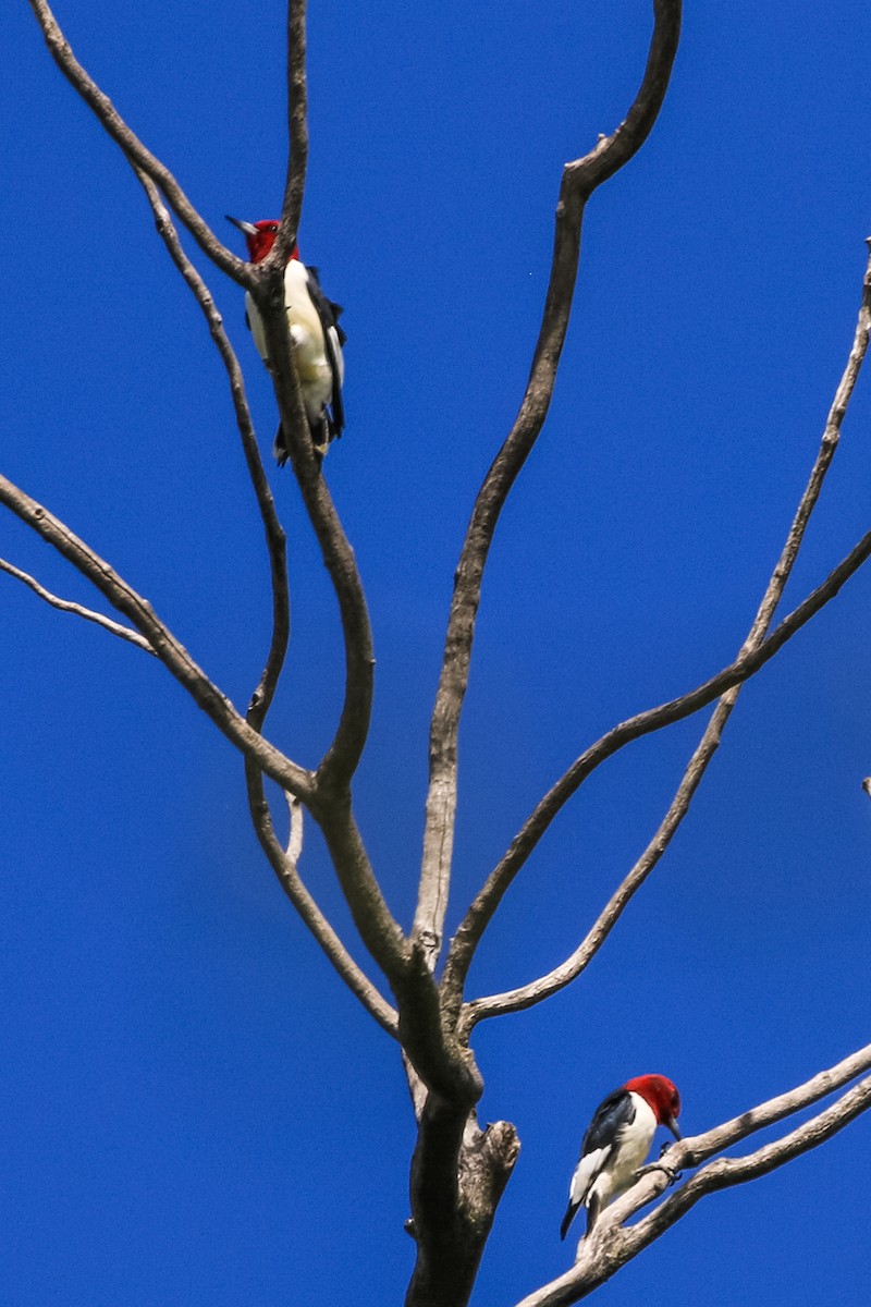 Pic à tête rouge - ML231479191