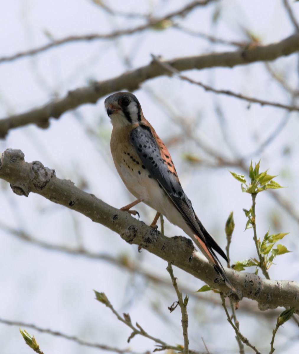 American Kestrel - ML231480091