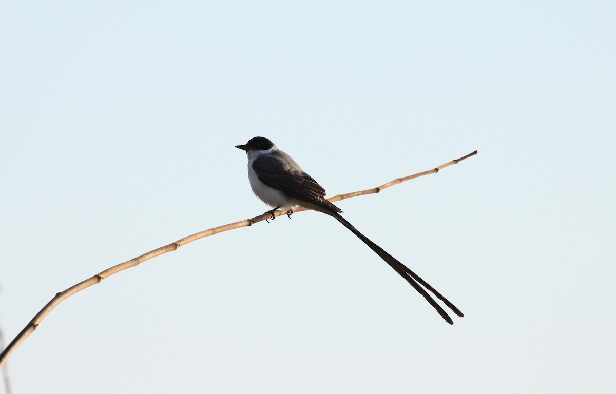 Fork-tailed Flycatcher - ML231482481