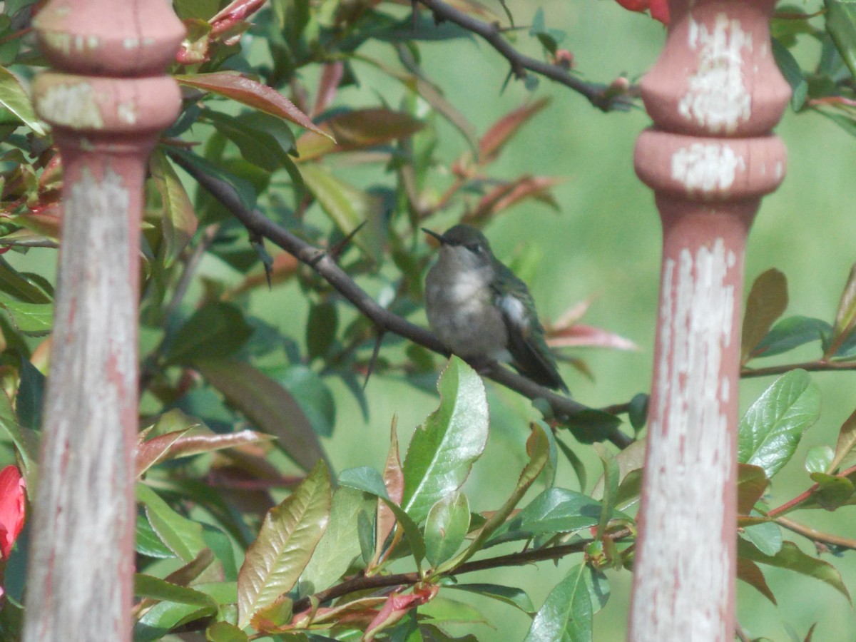 Ruby-throated Hummingbird - Nicholas Daley