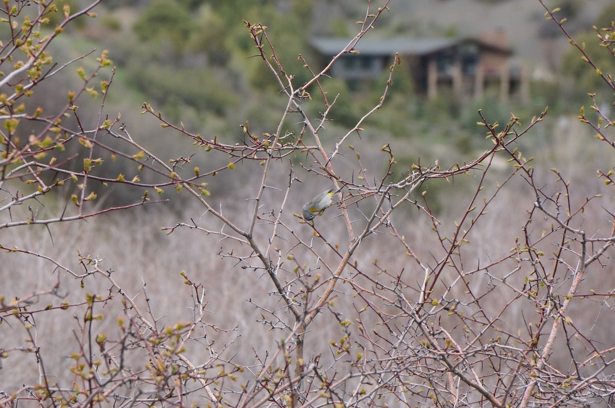 Virginia's Warbler - ML231483641