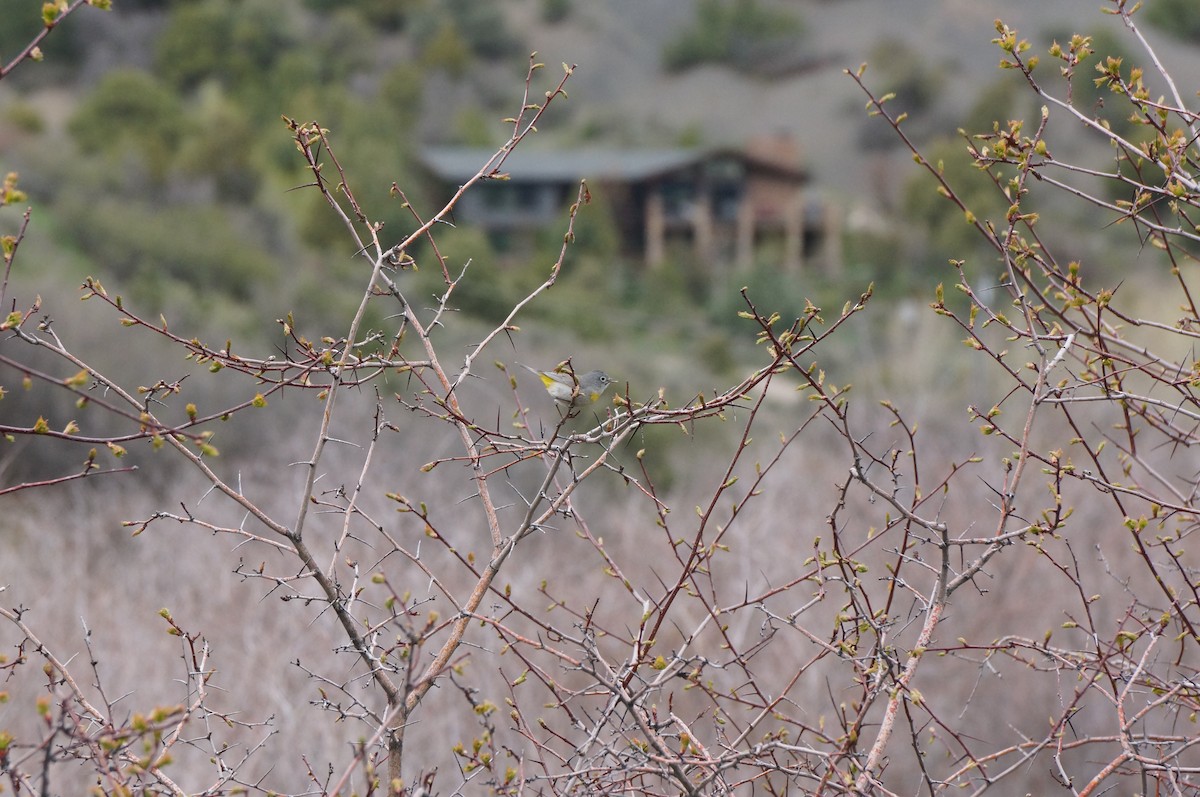 Virginia's Warbler - ML231483681