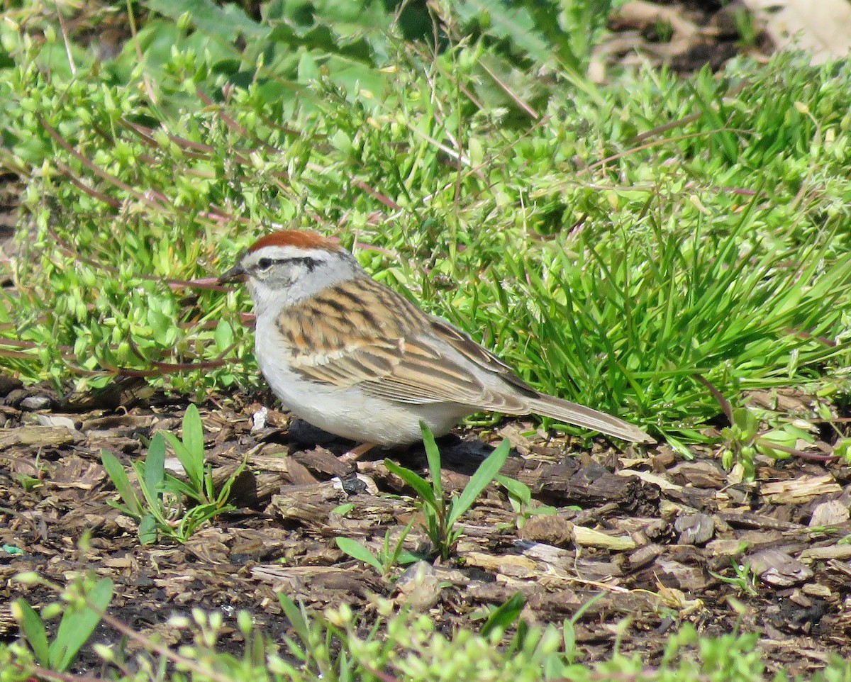 Chipping Sparrow - ML231485491