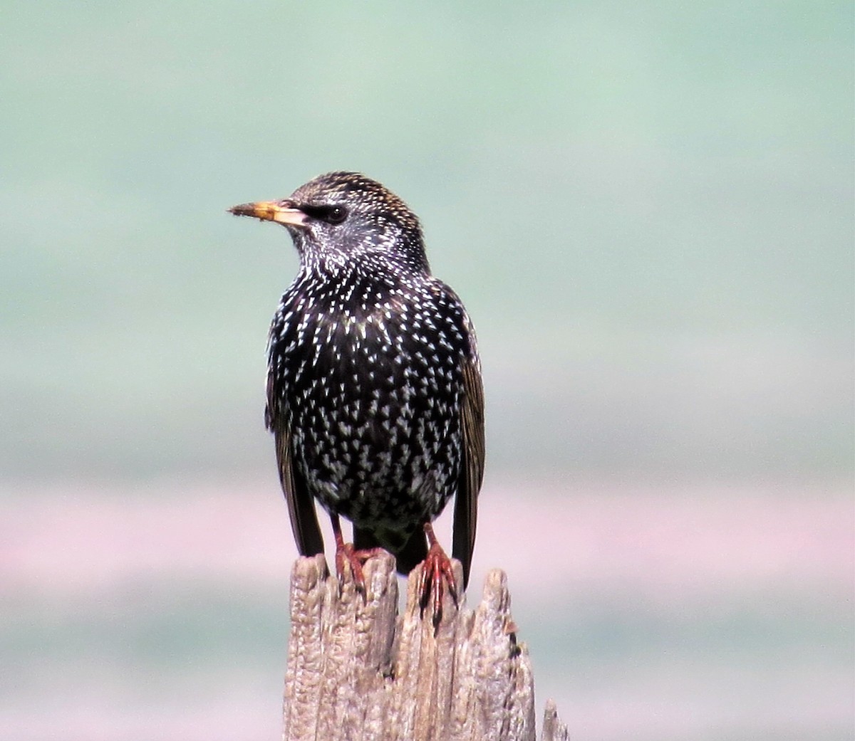 European Starling - ML23148621