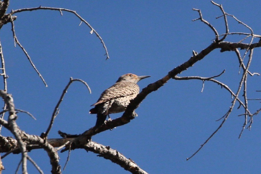 Northern Flicker - ML231486541