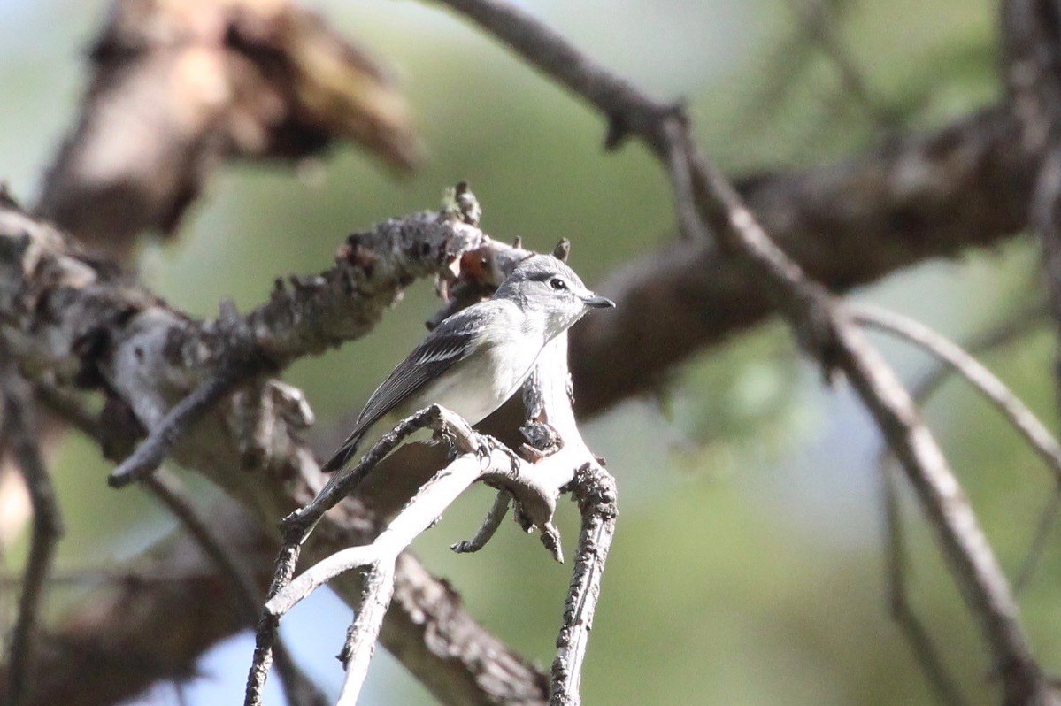 Plumbeous Vireo - ML231486581