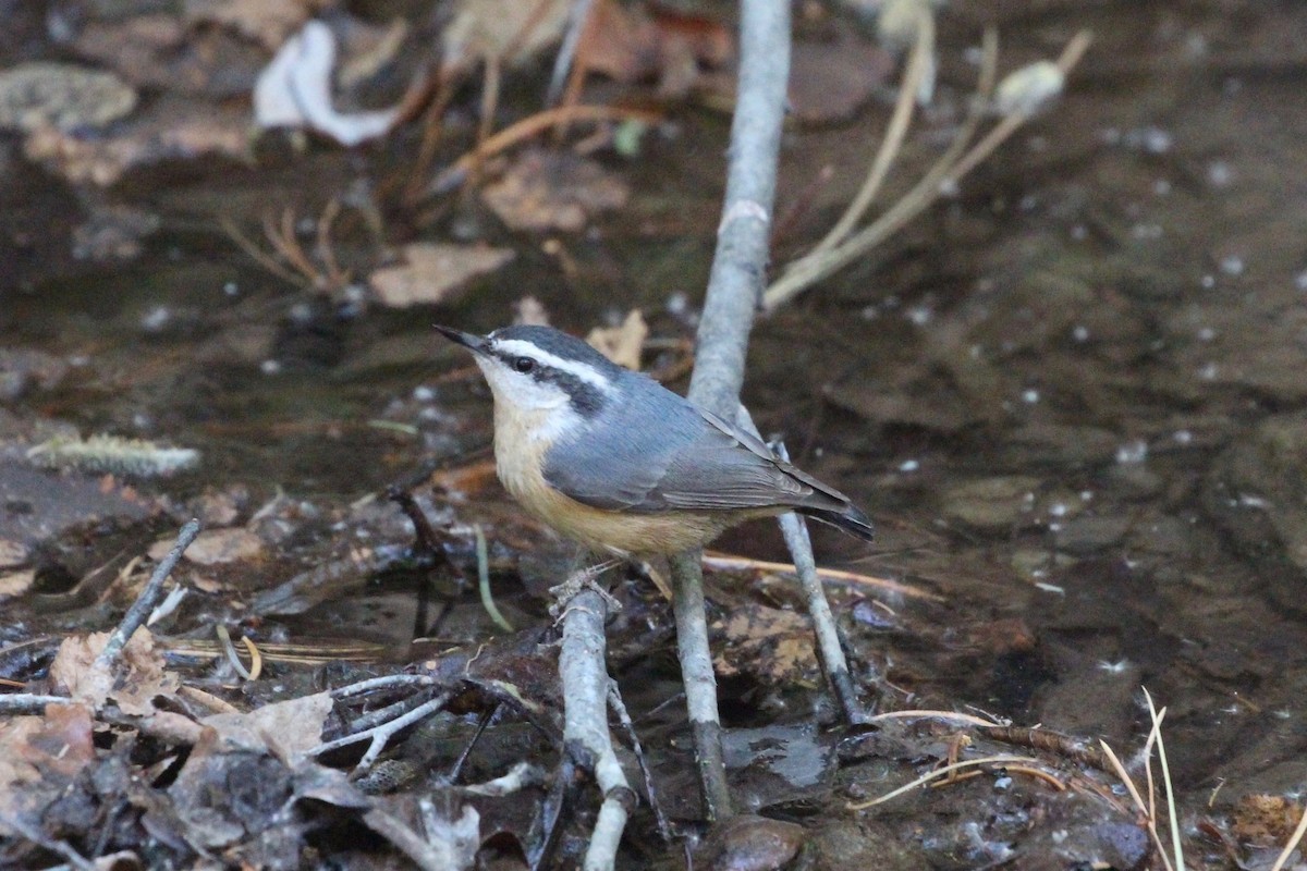 Red-breasted Nuthatch - ML231486731