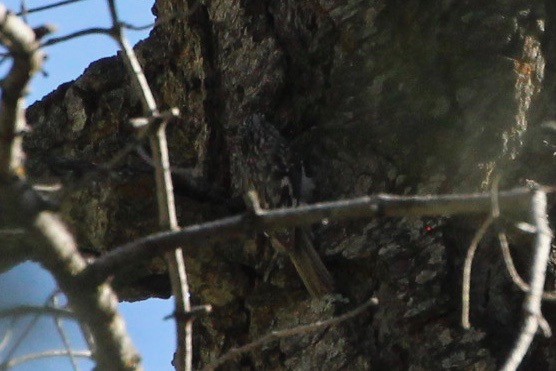 Brown Creeper - ML231486911