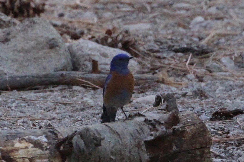 Western Bluebird - ML231487201