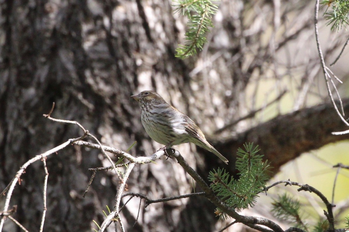 Cassin's Finch - ML231487361