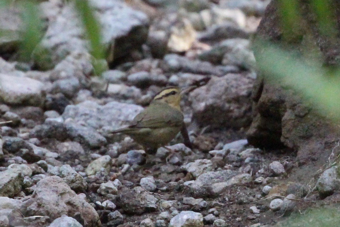 Worm-eating Warbler - ML231487741