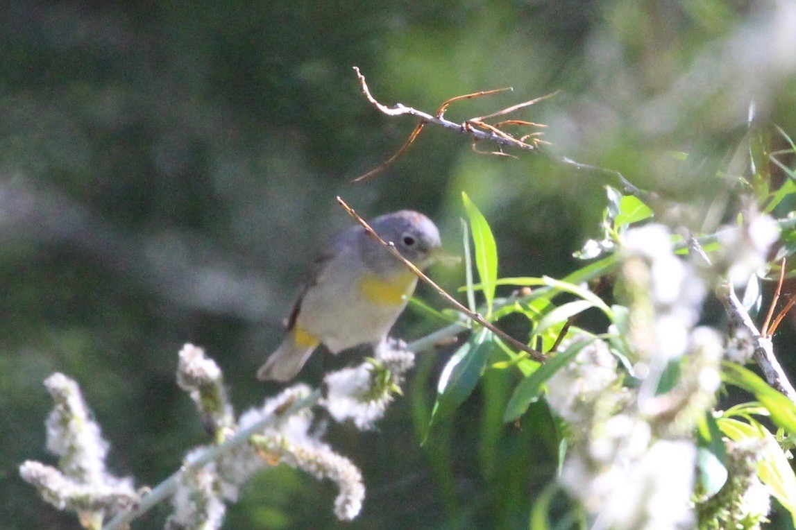 Virginia's Warbler - ML231487821