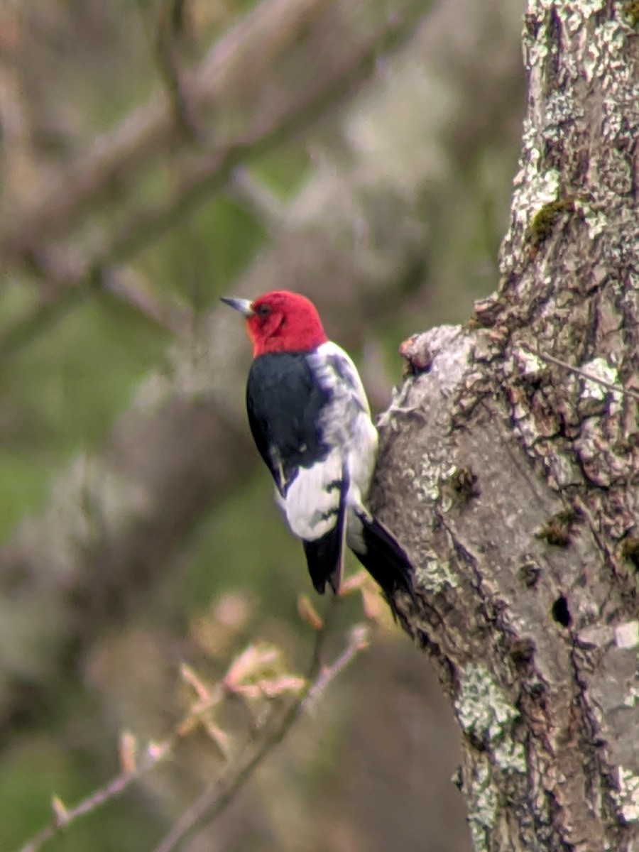Red-headed Woodpecker - ML231491861