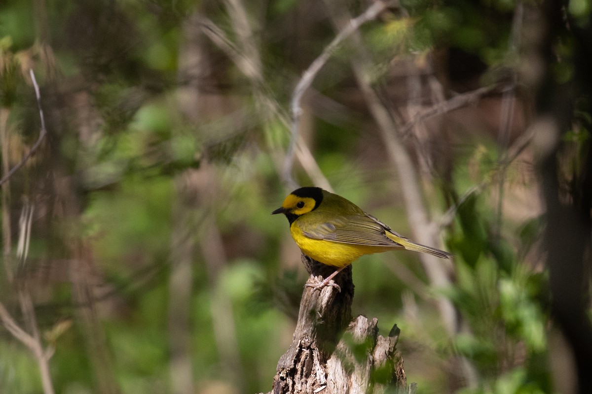 Hooded Warbler - ML231493671