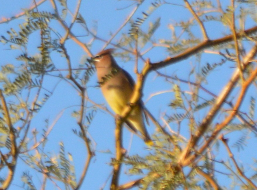 Cedar Waxwing - ML23149521