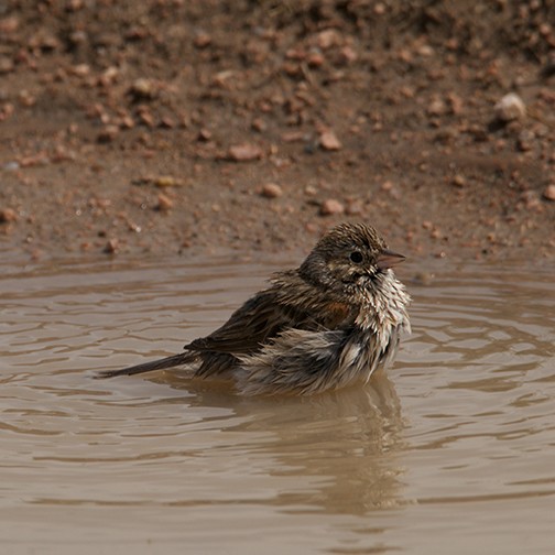 Vesper Sparrow - joy keown