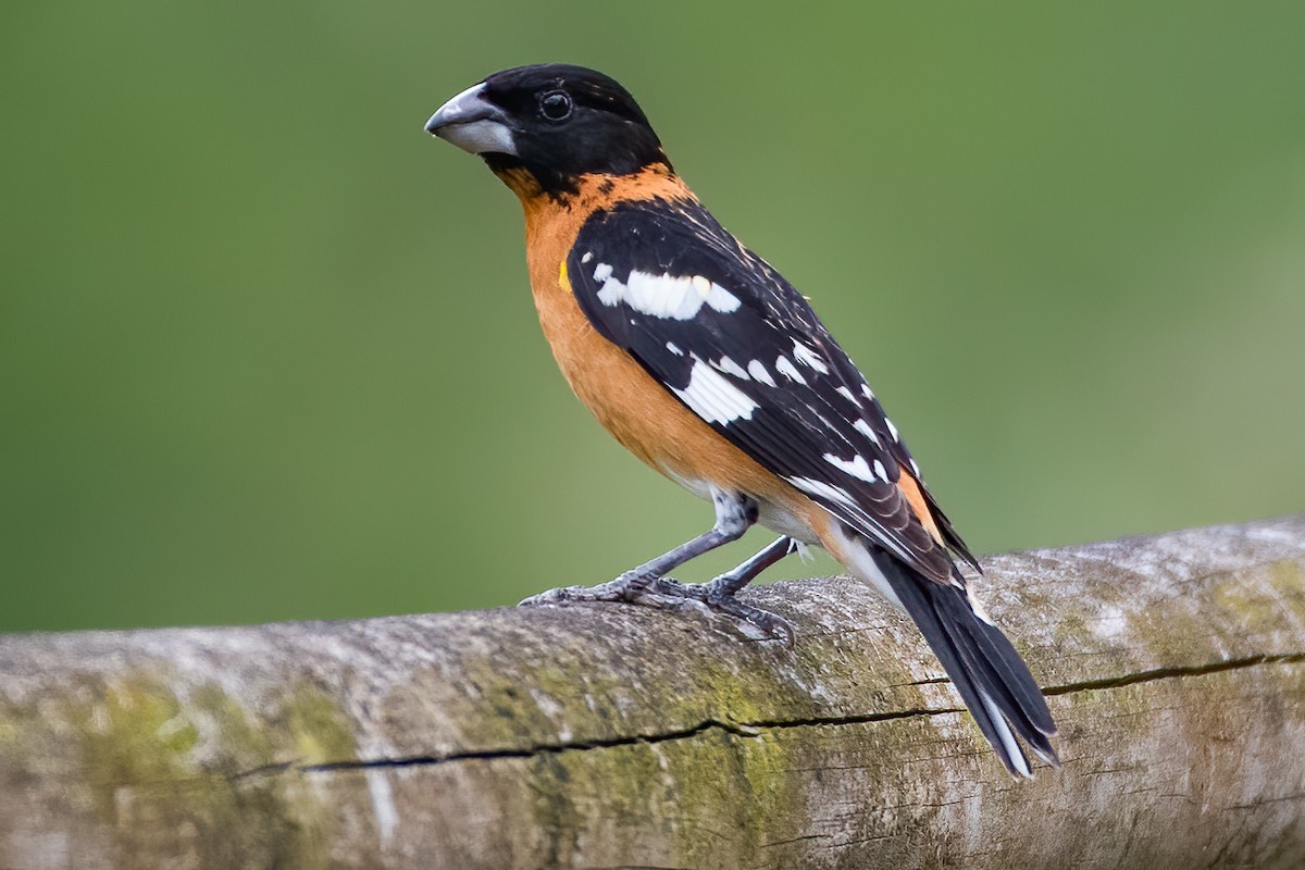 Black-headed Grosbeak - ML231497131