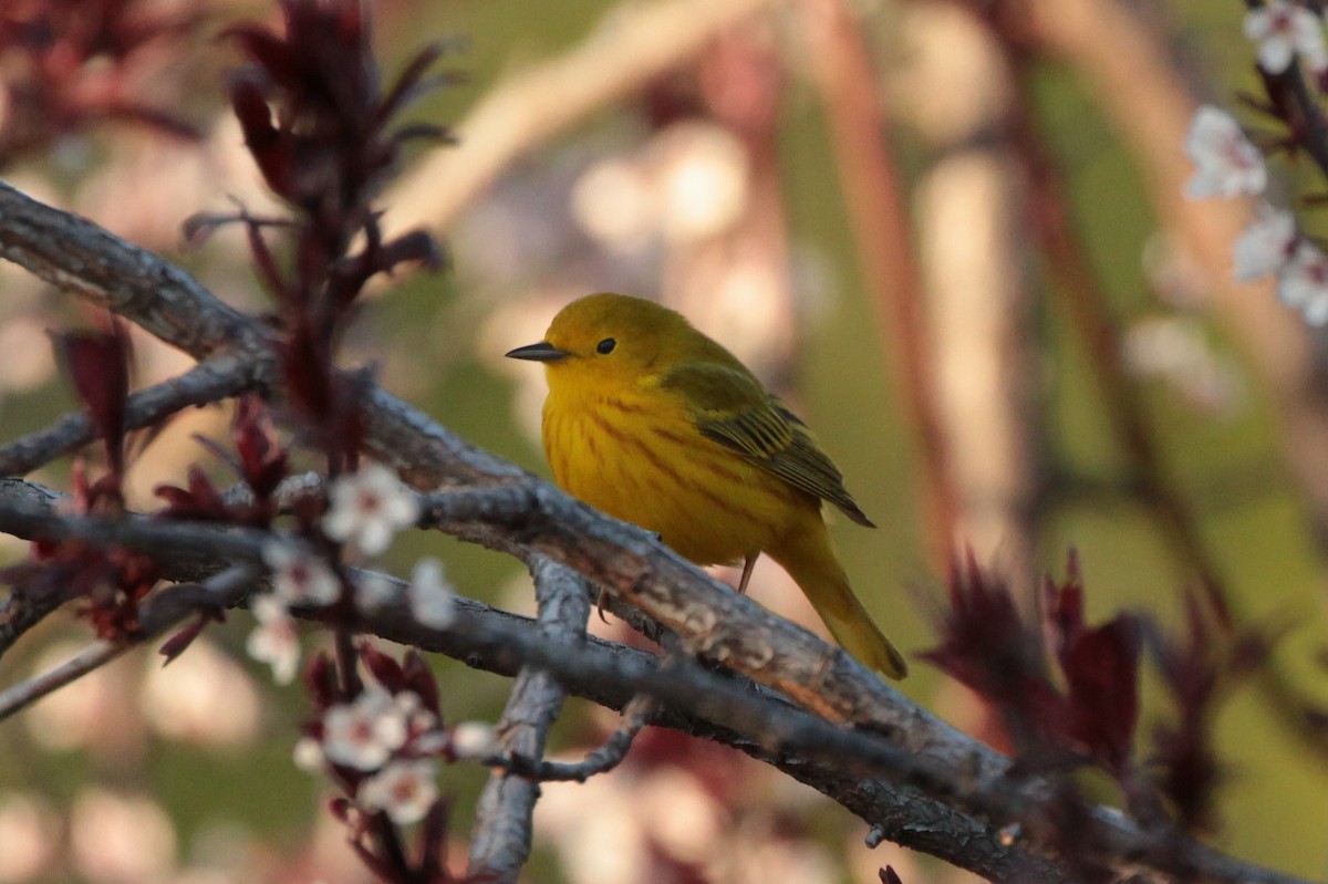 Yellow Warbler - ML231497481