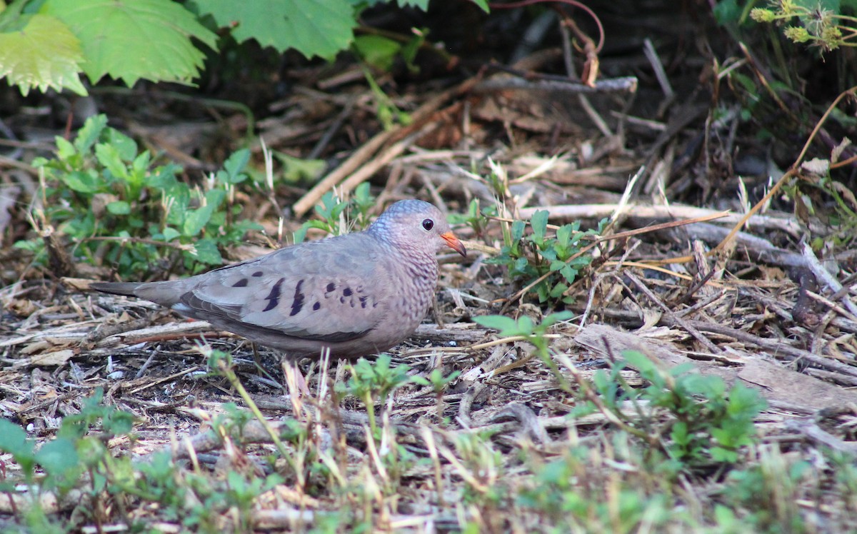 Common Ground Dove - ML231499341