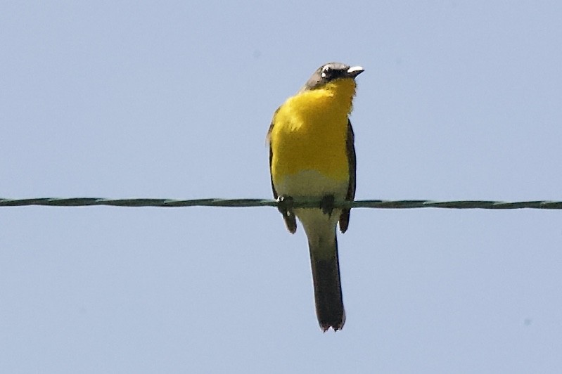 Yellow-breasted Chat - ML231499951