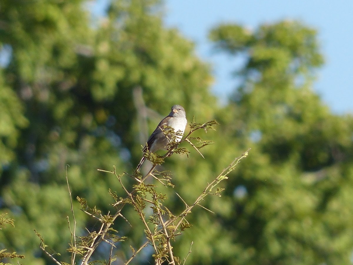 Southern Gray-headed Sparrow - Andy Frank