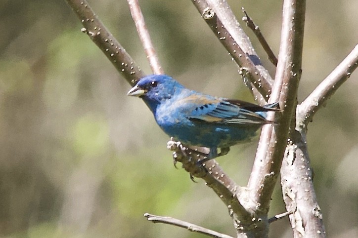 Indigo Bunting - ML231500081