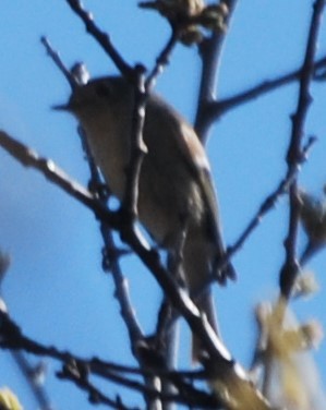 Ruby-crowned Kinglet - ML231500091