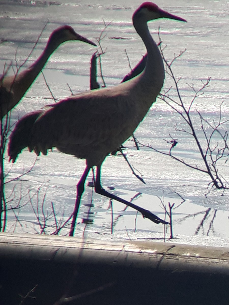 Sandhill Crane - ML231500841