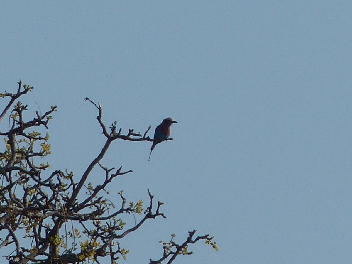 Lilac-breasted Roller - ML231500851