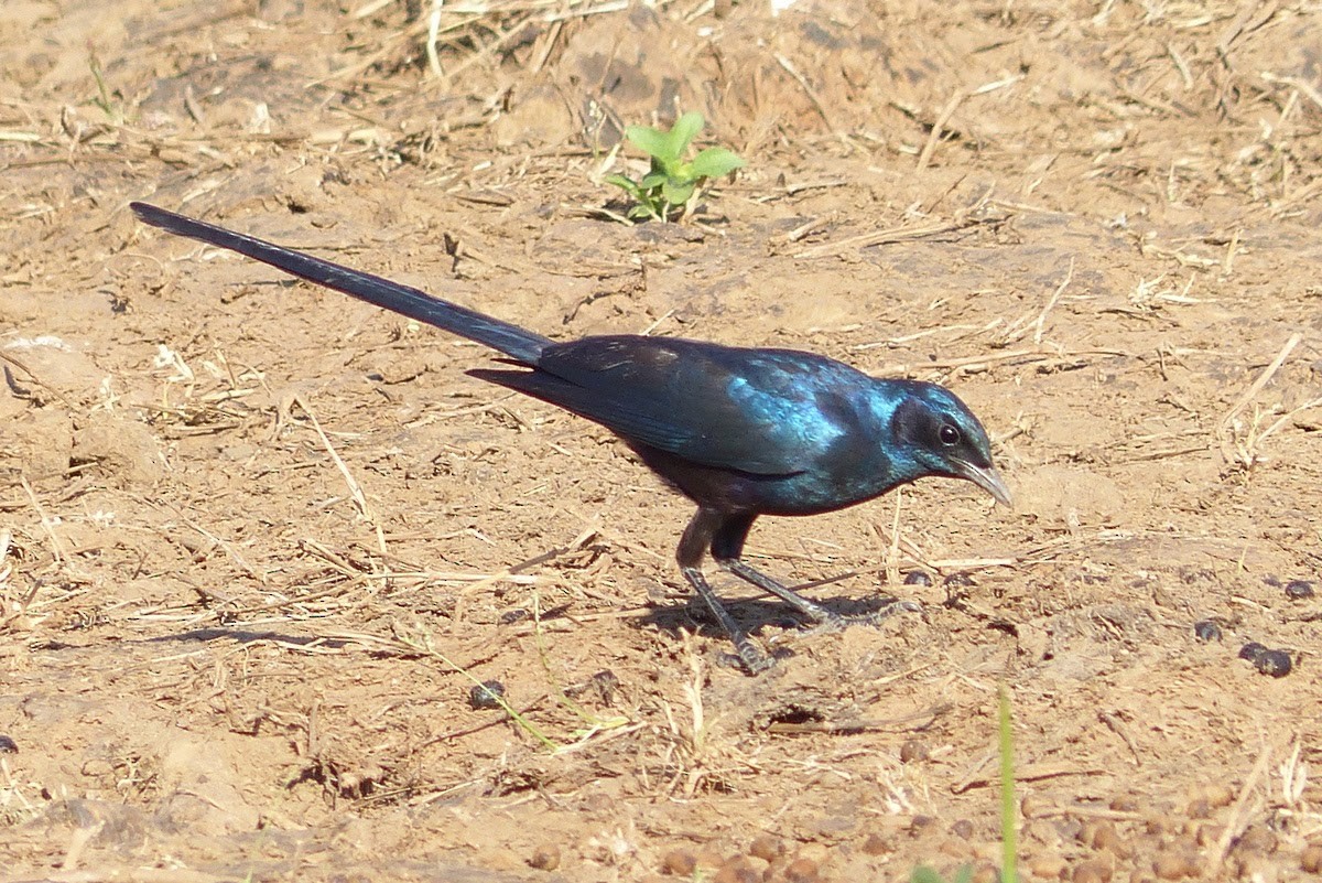 Meves's Starling - ML231501181