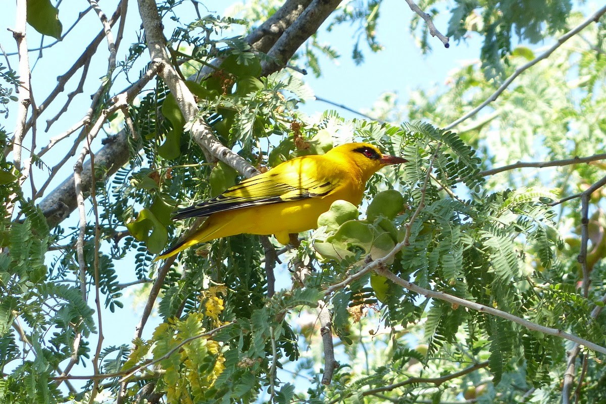 African Golden Oriole - Andy Frank