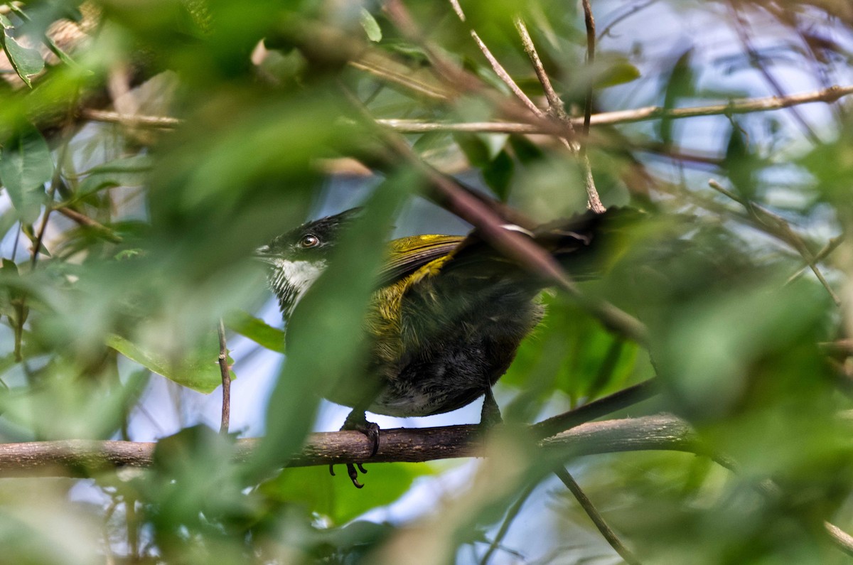 Eastern Whipbird - ML231502591