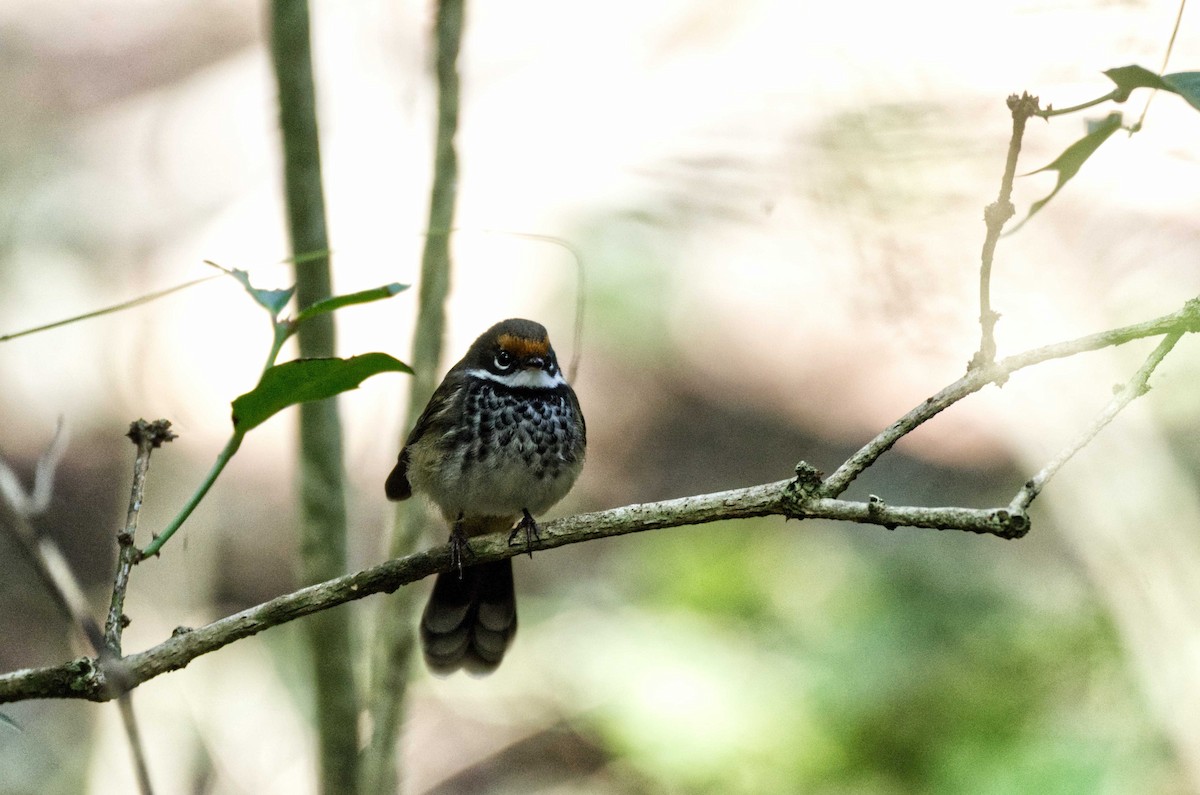 Australian Rufous Fantail - ML231502691