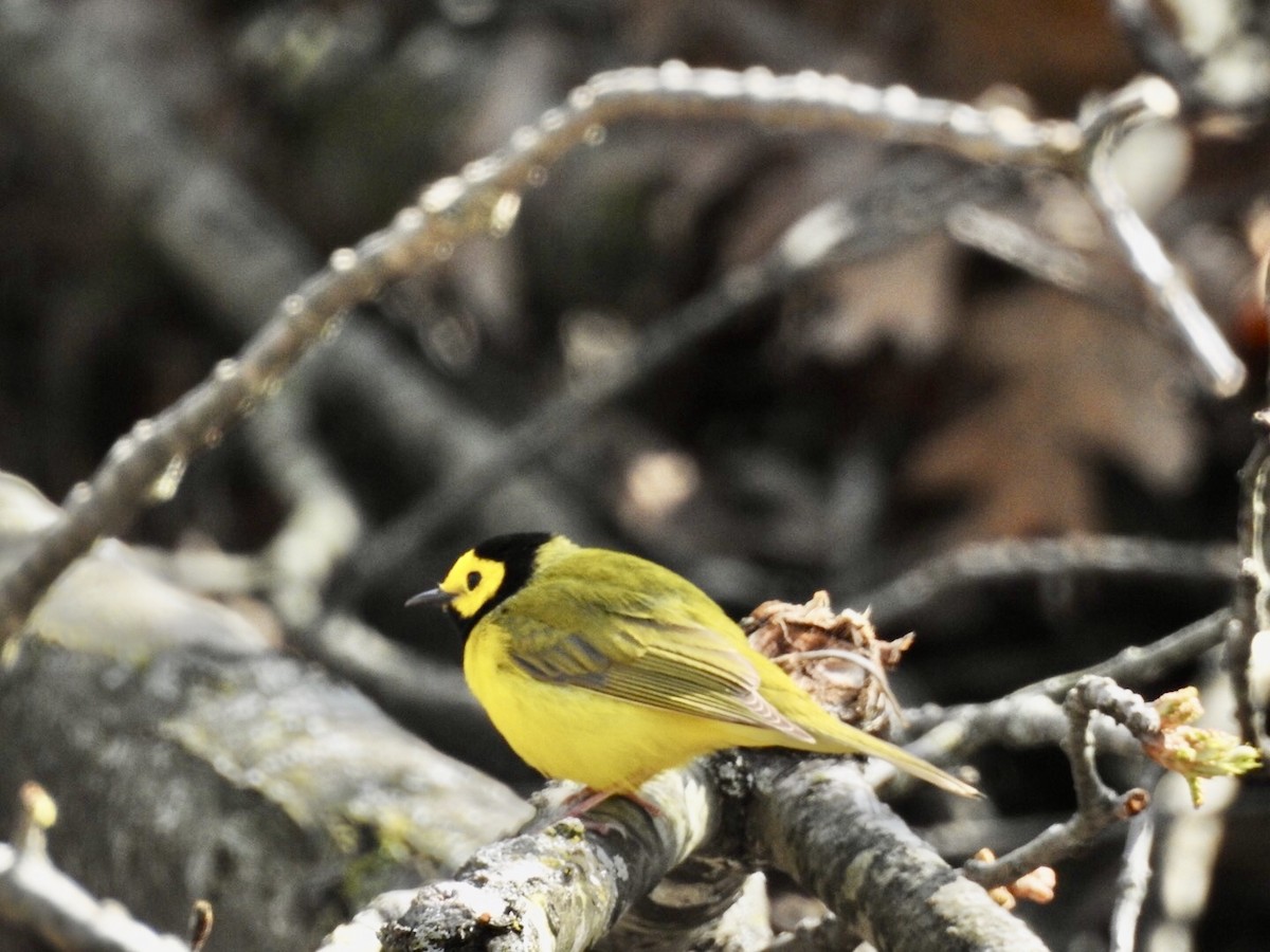 Hooded Warbler - ML231504161