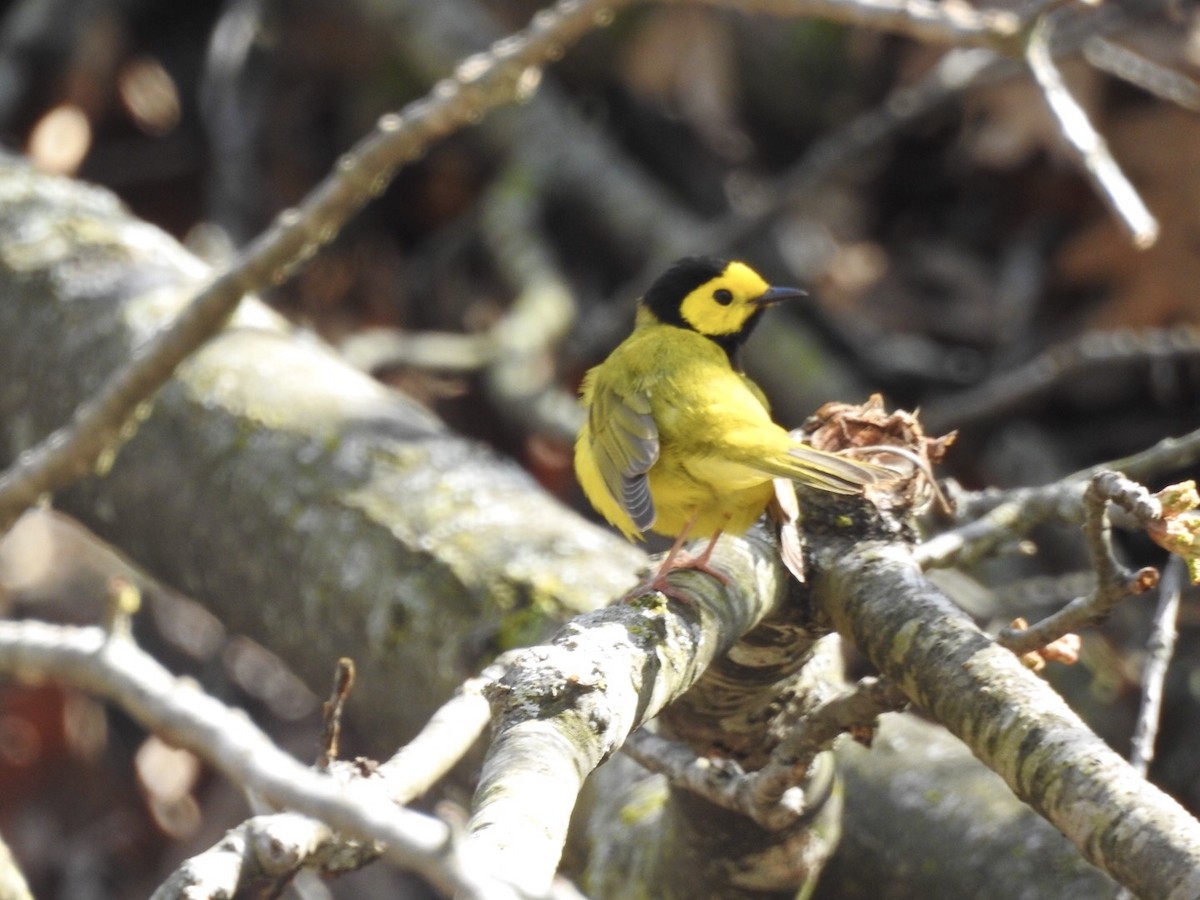 Hooded Warbler - ML231504171