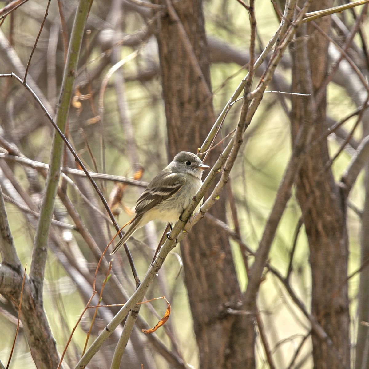 Least Flycatcher - ML231504281