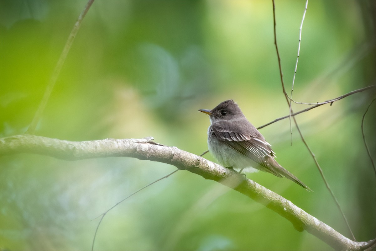Eastern Wood-Pewee - ML231504401