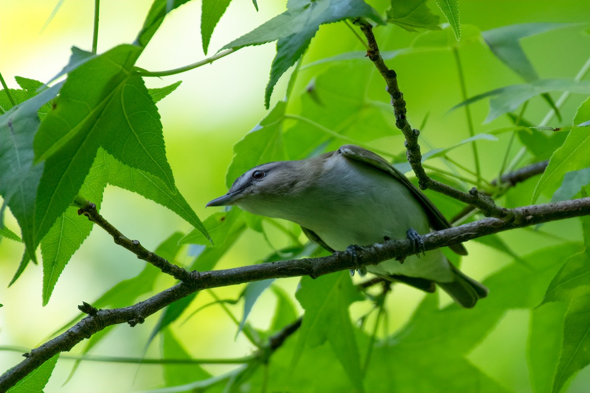 Kızıl Gözlü Vireo - ML231504501