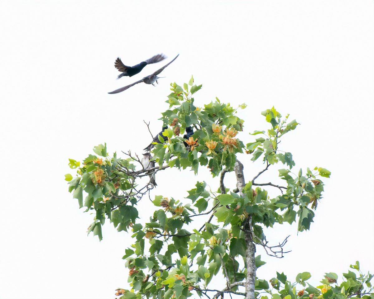 Purple Martin - ML231504621