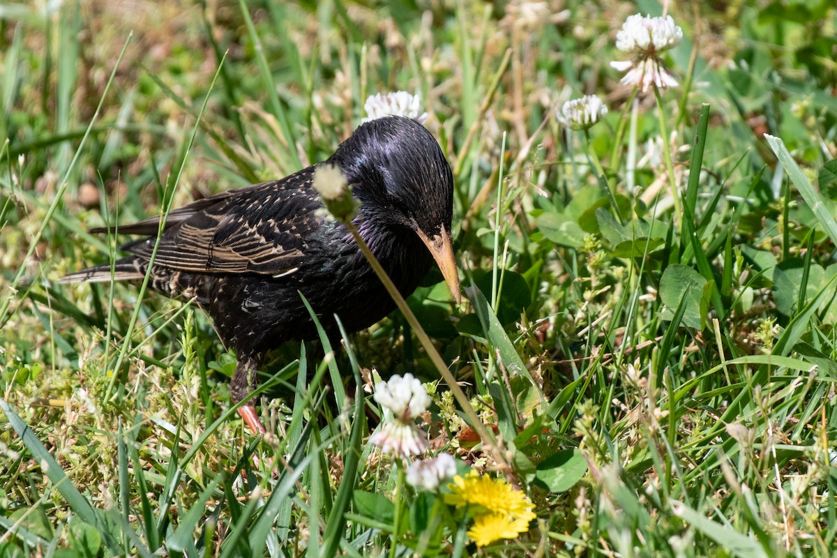 European Starling - ML231505011